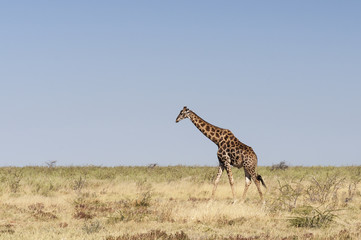 Giraffes at the Etosha National Park / Giraffe in Etosha National Park, Africa.