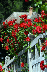 Fototapeta na wymiar Red roses outside of house's garden