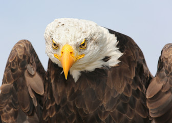 amerikanischer Wappenvogel Weißkopfseeadler guckt böse in die Kamera