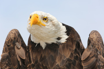 Weißkopfseeadler mit bösem Blick