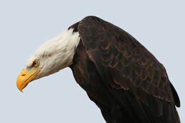 amerikanischer Wappenvogel Weißkopfseeadler guckt wie ein Geier nach unten