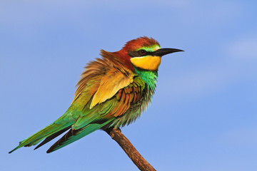 European colored bird sitting on a branch