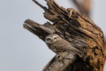 Spotted owlet (Athene brama) sitting on a tree in Keoladeo Ghana National Park,  Bharatpur, India.