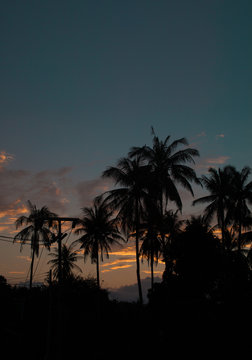 Beautiful shoot of palms and electric lines silhouette with sunrise sky background