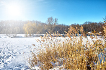Beautiful winter landscape. Trees and snow on the blue sky background. Frosty day, The sun shines brightly
