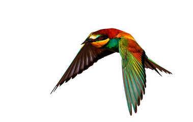 exotic bird flying isolated on white background