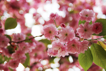 Pink sakura