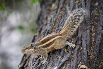 Indian palm squirrel (Funambulus palmarum) sitting on a tree