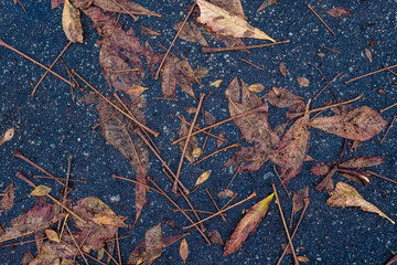 Autumn leaves puddle of blue asphalt