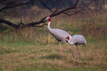 Sarus cranes (Grus antigone) in Keoladeo Ghana National Park, Bharatpur, Rajasthan, India