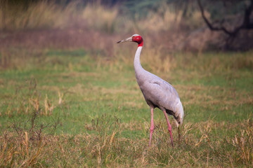 Sarus crane (Grus antigone) in Keoladeo Ghana National Park, Bharatpur, Rajasthan, India