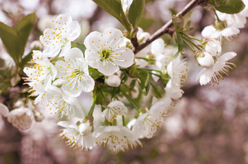 cherry blossoms outdoors