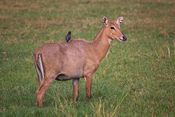 Fototapeta premium Female Nilgai with Brahminy myna sitting on her in Keoladeo National Park, Bharatpur, India