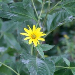 A single yellow flower in the field on a close up view. 