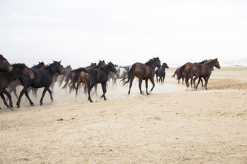 plain with beautiful horses in sunny summer day in Turkey. Herd of thoroughbred horses. mustang with steppe