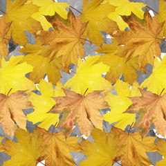 Naklejka na ściany i meble Collage of maple leaves. Isolated 