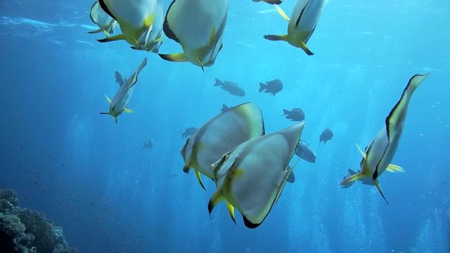 Orbicular batfish Platax orbicularis swims in the blue water, red sea