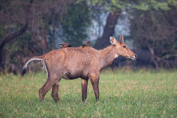 Male Nilgai (Boselaphus tragocamelus) with Brahmini mynas sitting on him in Keoladeo National Park, Bharatpur, India