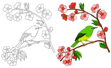 Japanese green bird sitting on sakura branch. Coloring book with colored example.