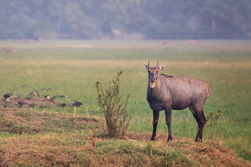 Male Nilgai (Boselaphus tragocamelus) standing in Keoladeo Ghana National Park, Bharatpur, India