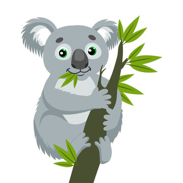 Koala Bear On Wood Branch With Green Leaves. Australian Animal Funniest Koala Sitting On Eucalyptus Branch. Cartoon Vector Illustration. Iconic Marsupials.