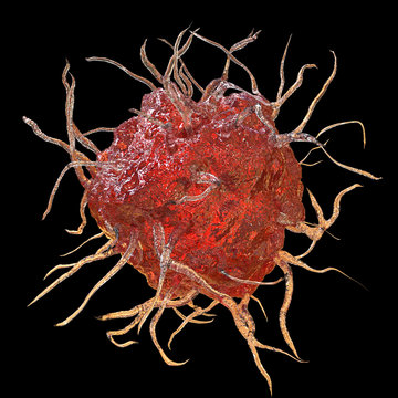 Dendritic cell, antigen-presenting immune cell isolated on black background, 3D illustration