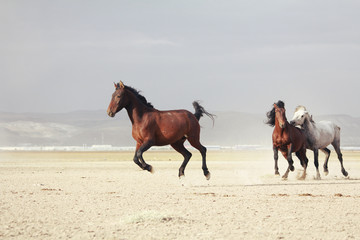 plain with beautiful horses in sunny summer day in Turkey. Herd of thoroughbred horses. Horse herd run fast in desert dust against dramatic sunset sky. wild horses 