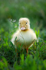 Little duck
