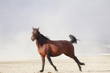 plain with beautiful horse in sunny summer day in Turkey. horse run fast in desert