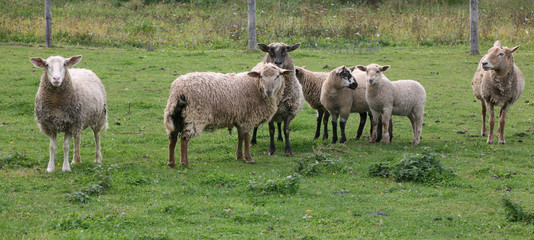 Obraz na płótnie Canvas grazing sheep