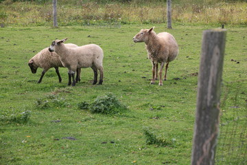 grazing sheep