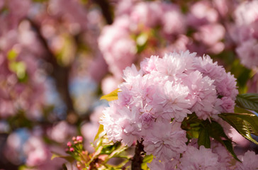 pink Sakura flowers closeup on a branch. beautiful blurred background of blossoming garden in...