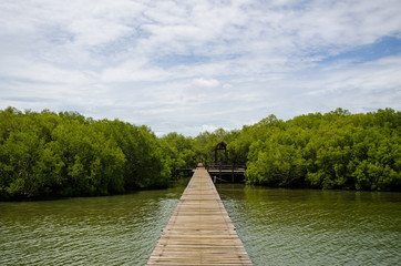 Wooden walkway in the sea to the mangrove forest
