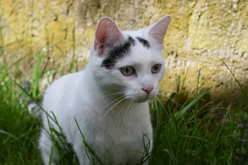 Kater Karl (01)