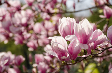 beautiful spring background. Magnolia flowers closeup on a branch. blurred background of blossoming...