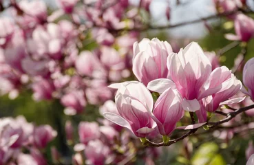 Photo sur Plexiglas Magnolia beau fond de printemps. Fleurs de Magnolia agrandi sur une branche. arrière-plan flou du jardin fleuri