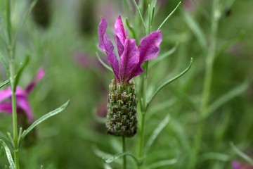  French lavender (Lavandula stoechas)