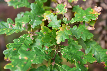 Oak leaves in the autumn