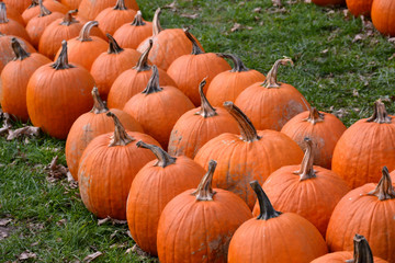 Rows of Bright Orange Pumpkins in a Farmer's Field in the Fall