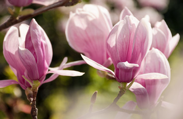 Fototapeta na wymiar magnolia flowers close up with shallow depth of field on a blur background