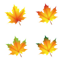 Autumn yellow leaf on a transparent background