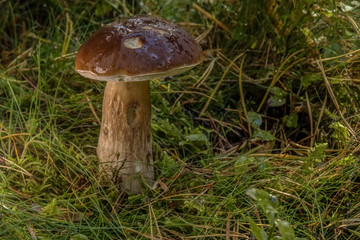 Boletus