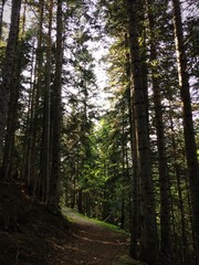 Fototapeta premium Bosque