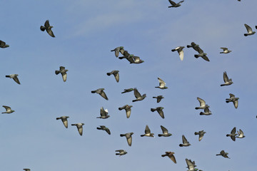 Pigeons