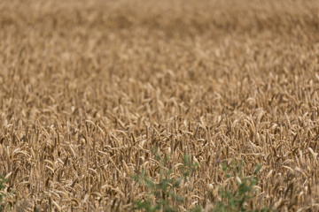 Wheat field