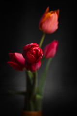 Tulip on black background
