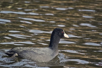 Fulica atra