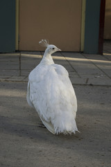 Weißer Pfau