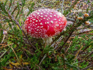 Amanita Muscari mushroom on the forest floor.