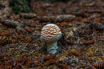 Amanita Muscari mushroom on the forest floor.